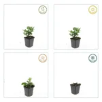 Aster ageratoides 'Stardust' comportamento stagionale