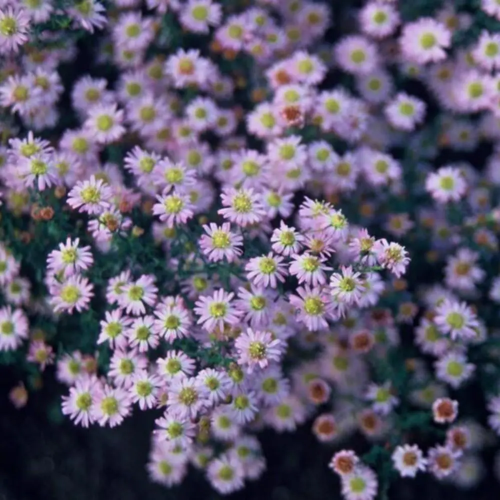 Aster ageratoides 'Stardust' fiore