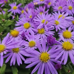 Aster dumosus 'Prof. Anton Kippenberg' fiore