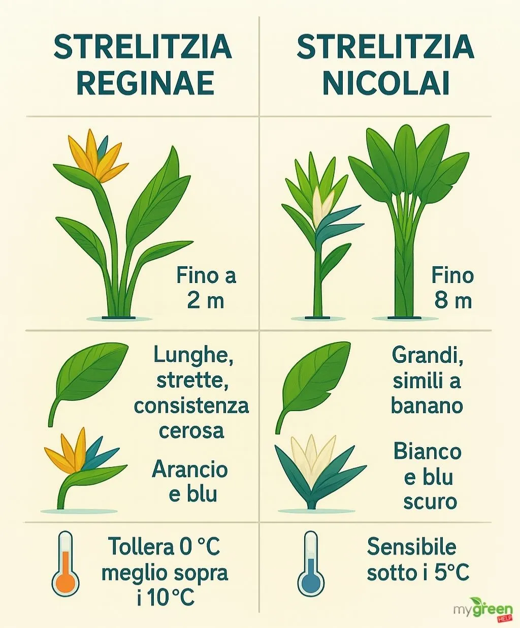 Differenza tra sterlizia reginae e sterlizia nicolai