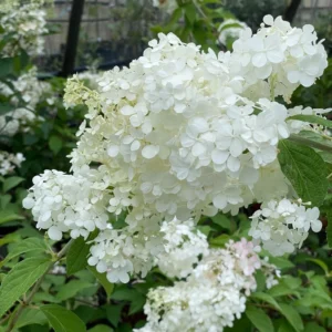 Hydrangea paniculata fiori