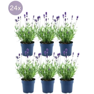 Lavanda angustifolia 'Felice' 24 piante vaso 12cm