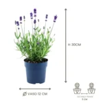Lavanda angustifolia Felice dimensioni
