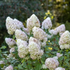 hydrangea paniculata