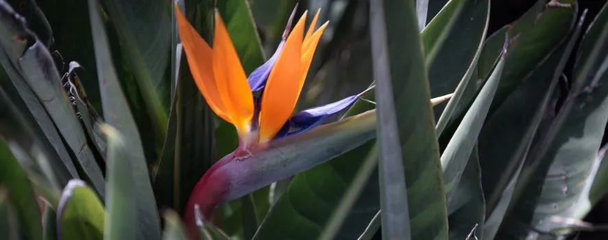 pianta sterlizia coltivazione cura