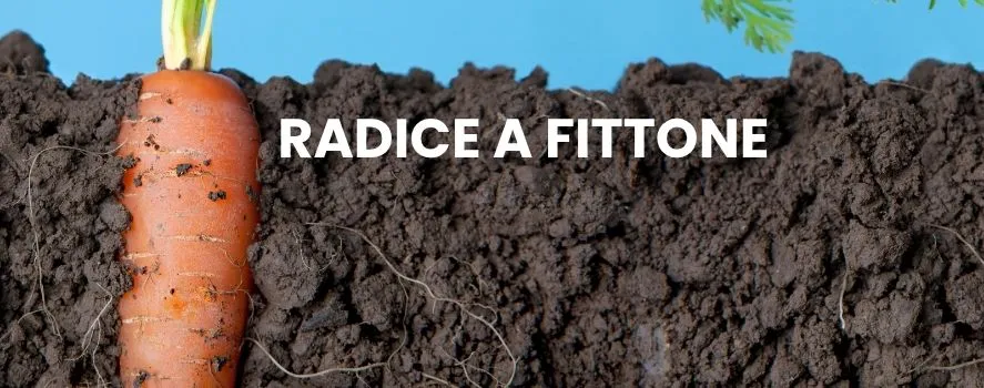radice a fittone