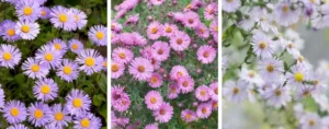 Aster pianta
