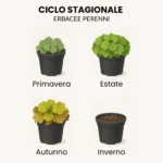Ciclo stagionale erbacee perenni