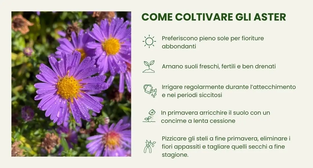 Come coltivare gli Aster 
