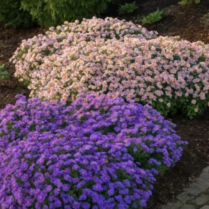 Mix aster autunnale compatto