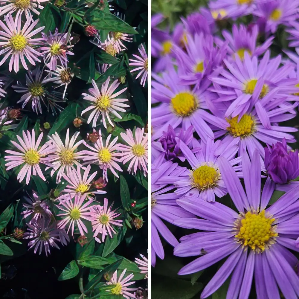 Mix aster autunnale compatto fioriture