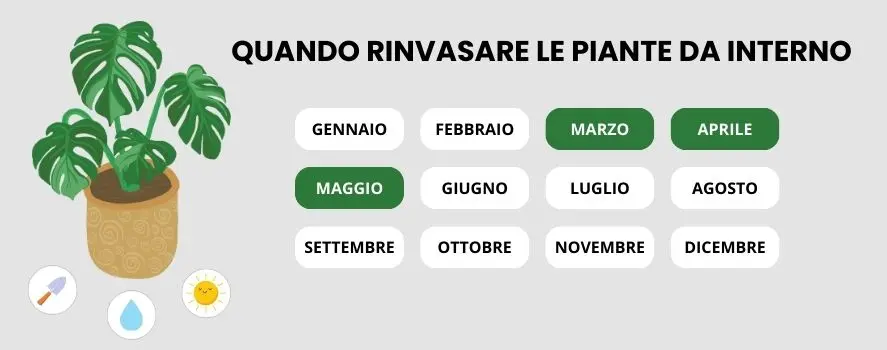 Quando rinvasare le piante da interno
