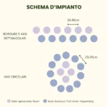 Mix Aster Autunnale Compatto - immagine 3