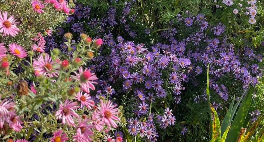 aster settembrini