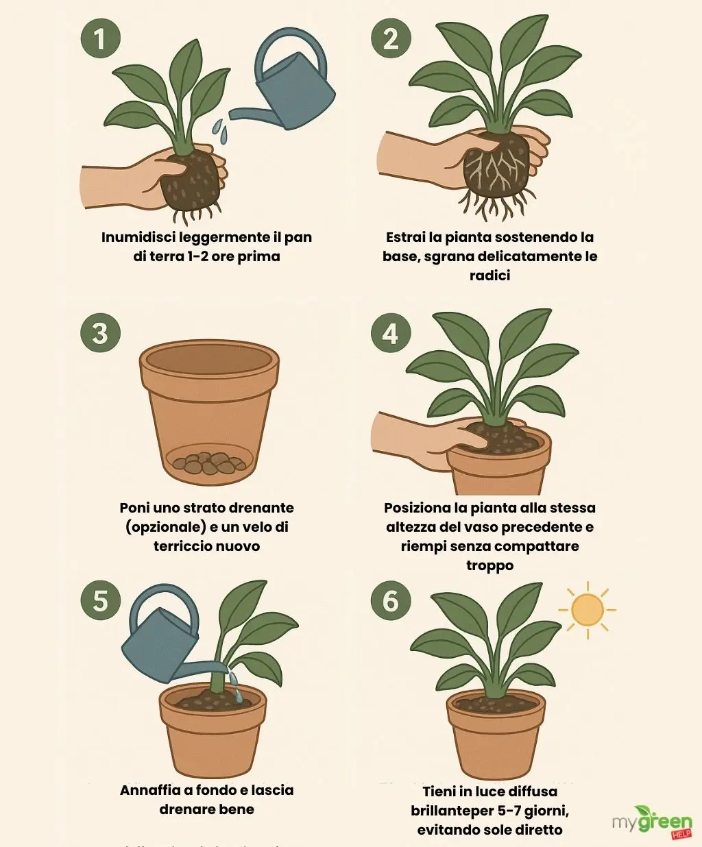 come rinvasare piante da interno infografica