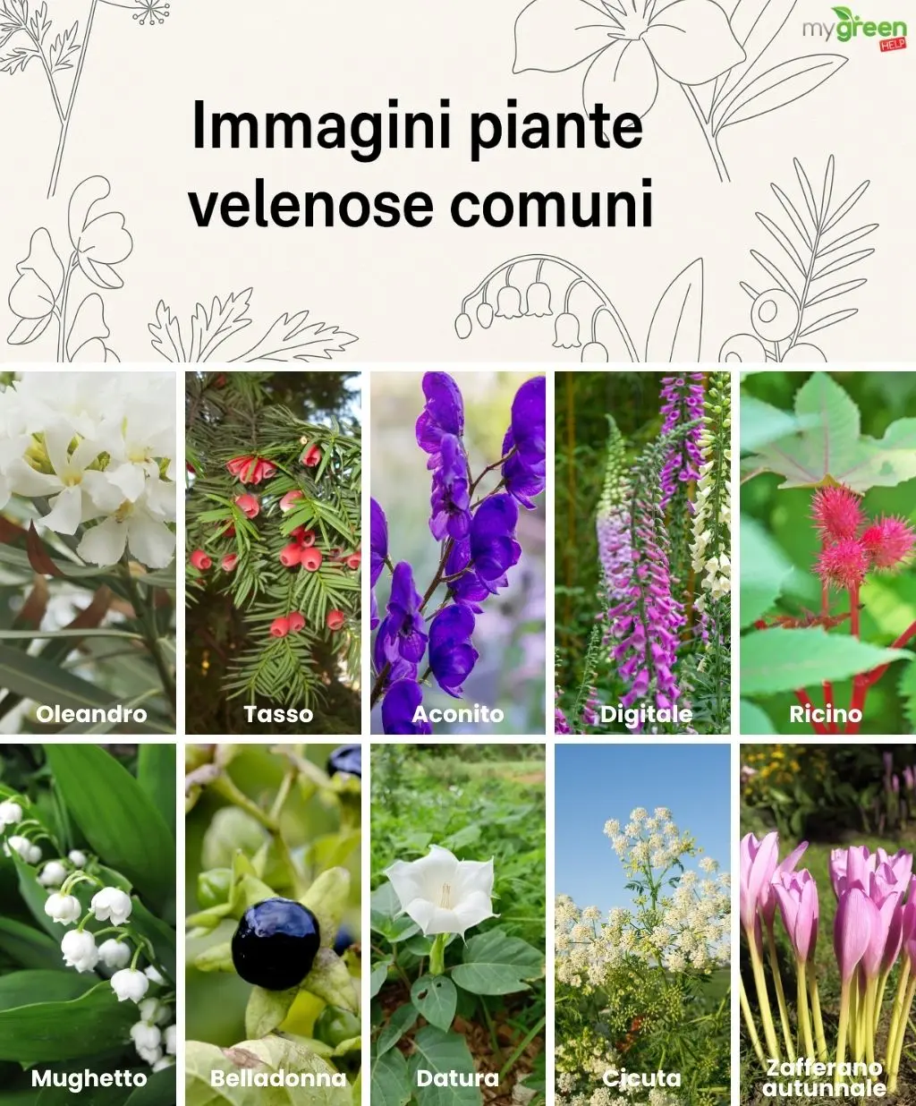 immagini piante velenose comuni
