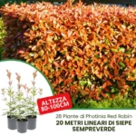 20 metri siepe photinia red robin altezza 80-100cm