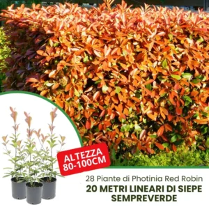 20 metri siepe photinia red robin altezza 80-100cm