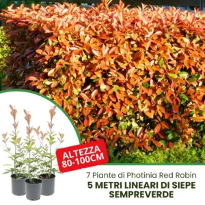 5 metri siepe photinia red robin altezza 80-100cm