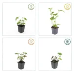 Anemone 'Robustissima' comportamento stagionale