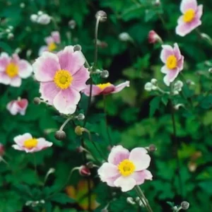 Anemone 'Robustissima' in fiore