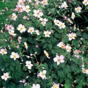 Anemone 'Robustissima' pianta