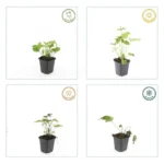 Anemone ‘Honorine Jobert’ comportamento stagionale