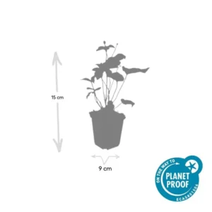 Anemone ‘Honorine Jobert’ dimensione pianta