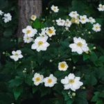 Anemone ‘Honorine Jobert’ in fiore