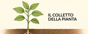 Colletto della pianta