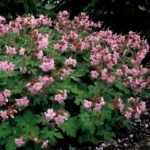 Geranium 'Ingwersen'