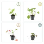 Geranium 'Ingwersen' comportamento stagionale