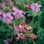 Geranium 'Ingwersen' fiore