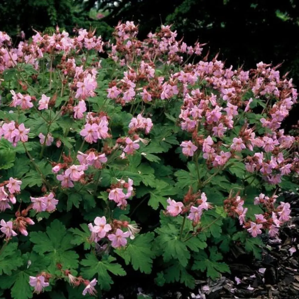Geranium 'Ingwersen'