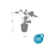 Geranium 'Spessart' dimensioni pianta vaso 9cm