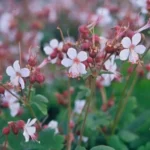Geranium 'Spessart' fiore