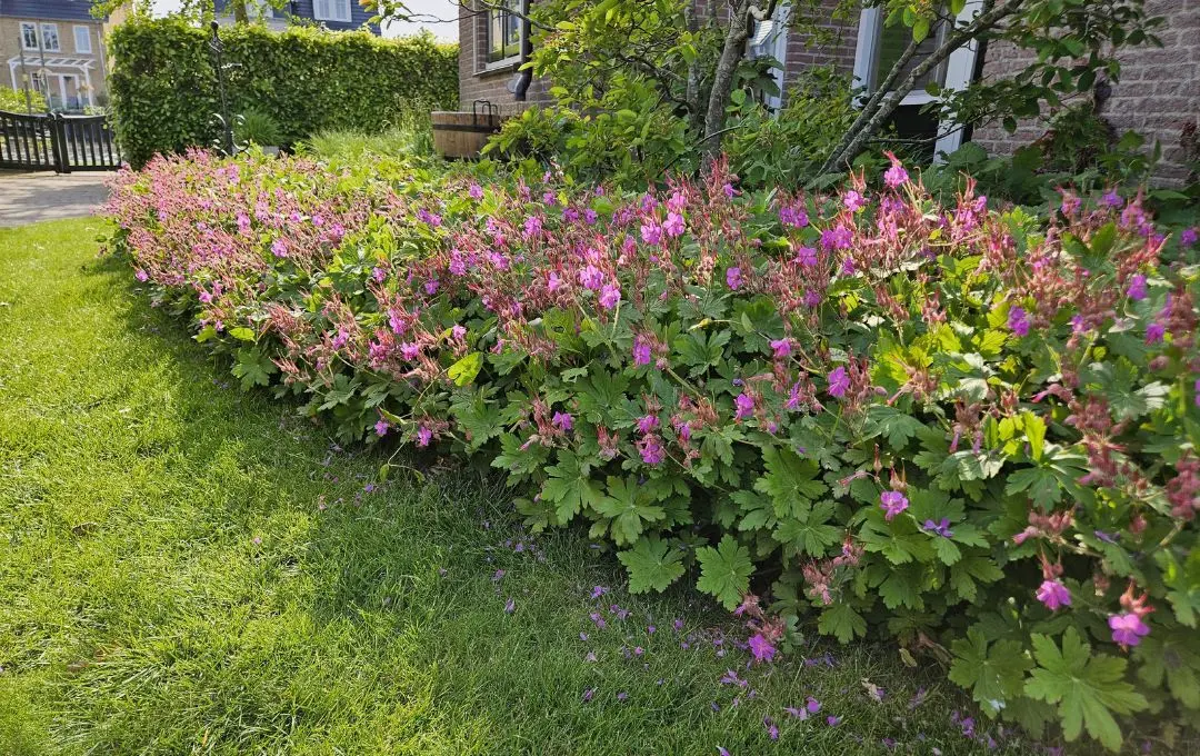 Geranium macrorrhizum erbacea perenne