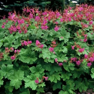 Geranium macrorrhizum ‘Czakor’