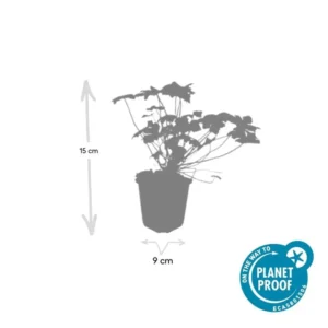 Geranium macrorrhizum ‘Czakor’ dimensioni pianta vaso 9cm