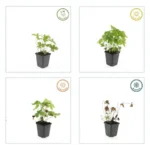 Geranium nodosum comportamento stagionale