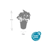 Geranium nodosum dimensioni pianta vaso 9cm