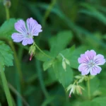 Geranium nodosum fiore