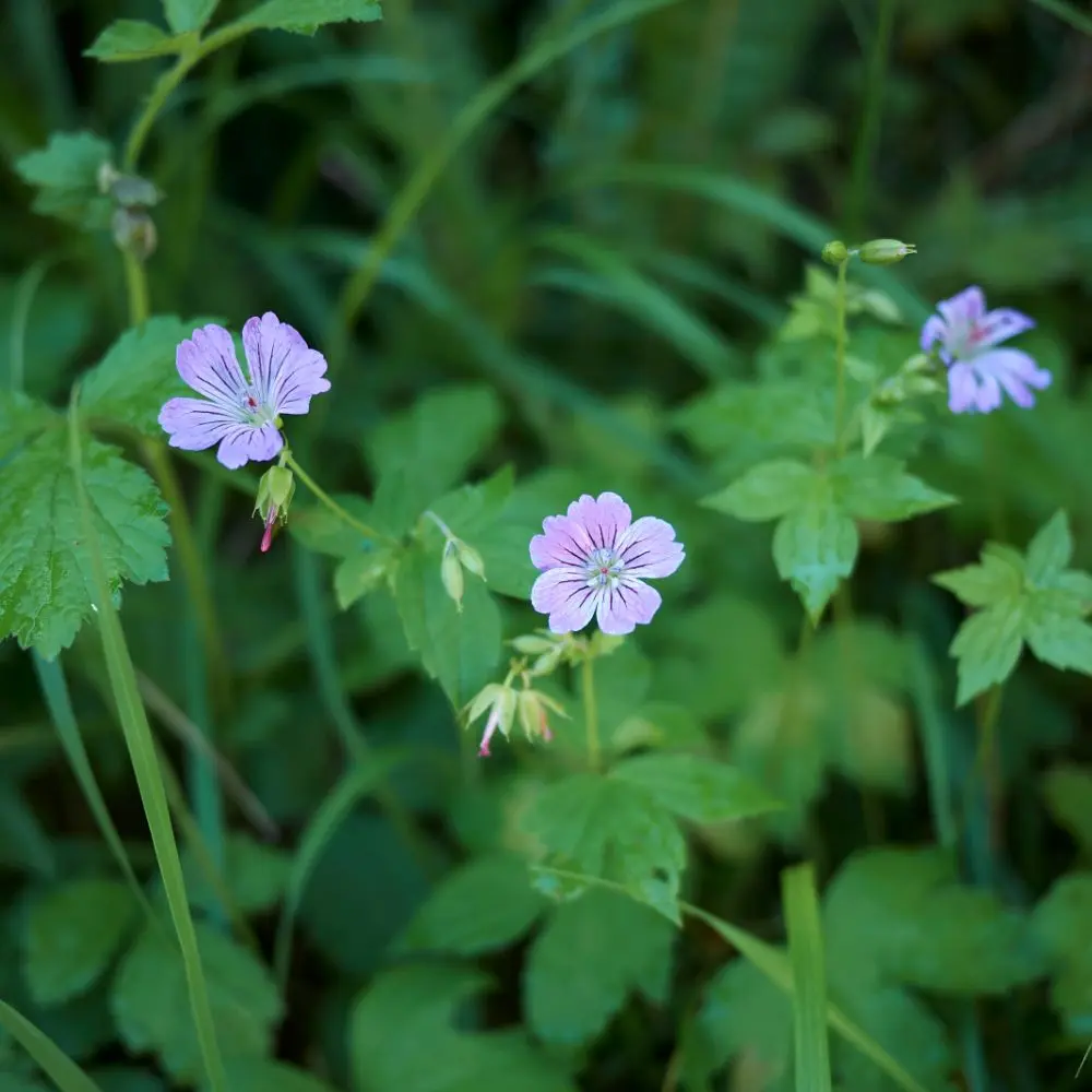 Geranium nodosum