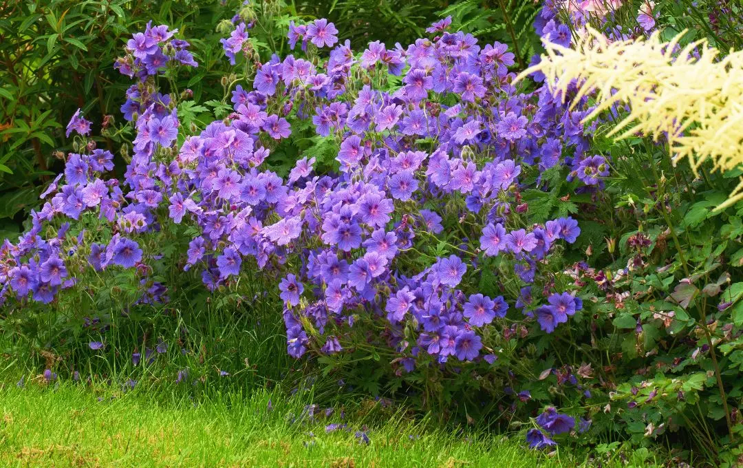 Geranium pratense erbacea perenne