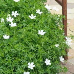 Geranium sanguineum 'Album'