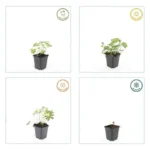 Geranium sanguineum 'Album' comportamento stagionale