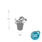 Geranium sanguineum 'Album' dimensioni pianta vaso 9cm