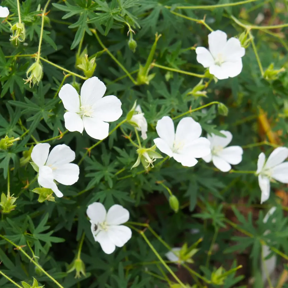 Geranium sanguineum 'Album' fiore