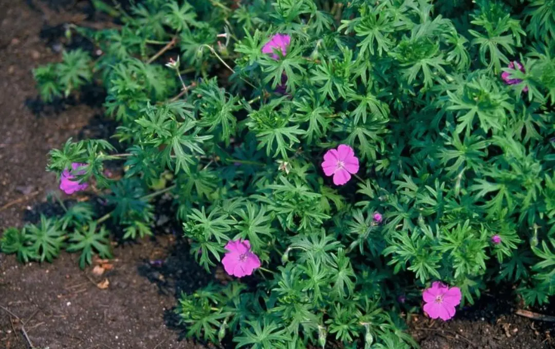 Geranium sanguineum erbacea perenne