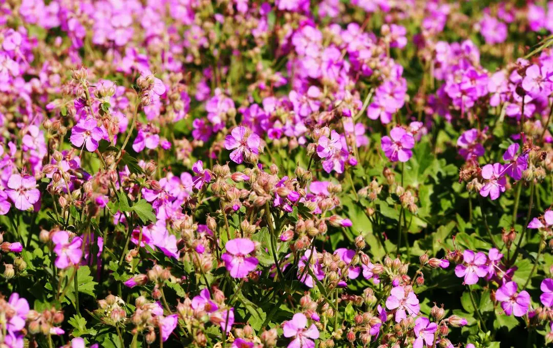 Geranium × cantabrigiense erbacea perenne